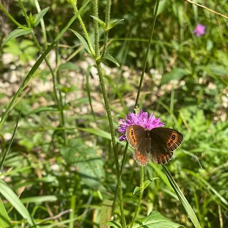 Apartamento Bonny Schlitters