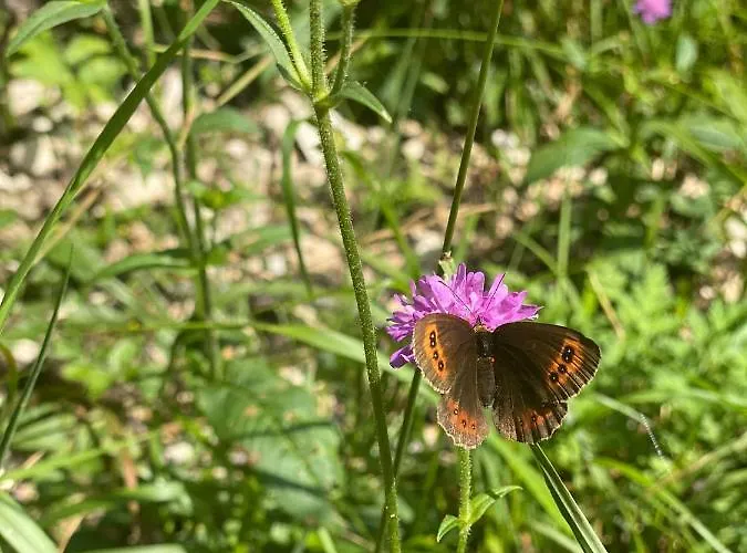 公寓 Bonny 舒里特斯